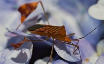 Jak sprawdzić czy w łóżku są pluskwy?