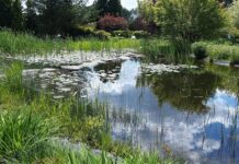 Kiedy najlepiej zakładać oczko wodne? Kiedy najlepiej zakładać oczko wodne?