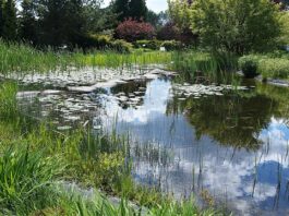 Kiedy najlepiej zakładać oczko wodne? Kiedy najlepiej zakładać oczko wodne?