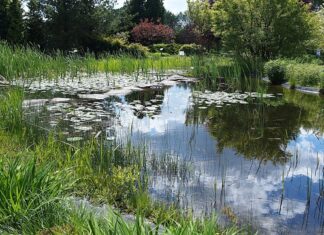 Kiedy najlepiej zakładać oczko wodne?