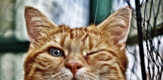 Jakie kamienie nadają się do oczka wodnego?