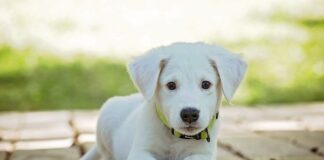 Jak odstraszyć psa sąsiada?