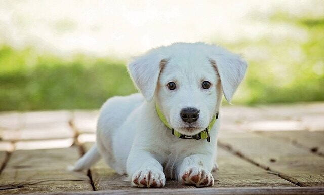 Jak odstraszyć psa sąsiada?