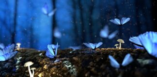 Co przyciąga owady?