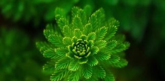 Jak sadzić rośliny wodne w oczku wodnym?