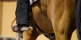 Kiedy najlepiej zakładać ogród?