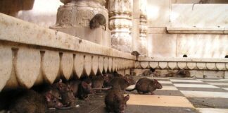 Czego nie Przegryzą szczury?