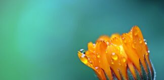 Czy aksamitki odstraszają komary?