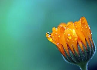 Czy aksamitki odstraszają komary? Czy aksamitki odstraszają komary?