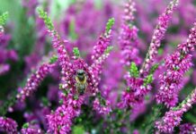 Jak urządzić ogród przed wejściem do domu?