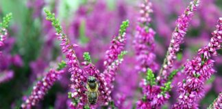 Jak urządzić ogród przed wejściem do domu?