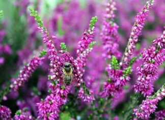 Jak urządzić ogród przed wejściem do domu?