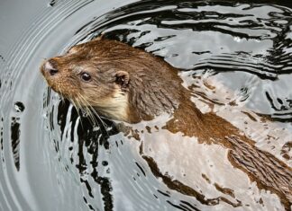 Co odstrasza kuny i myszy?