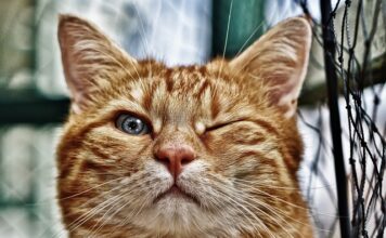 Co posadzić wokół oczka wodnego?