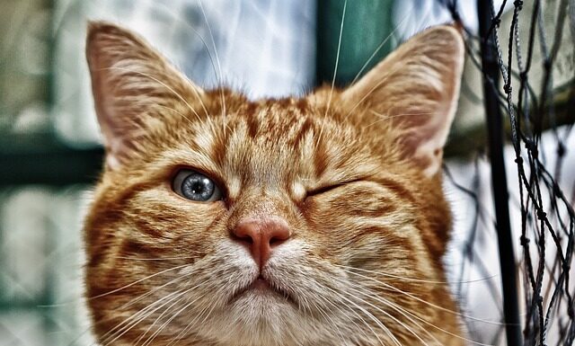 Co posadzić wokół oczka wodnego?