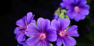 Czy pelargonie odstraszają muchy?