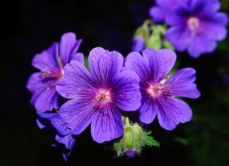 Czy pelargonie odstraszają muchy?