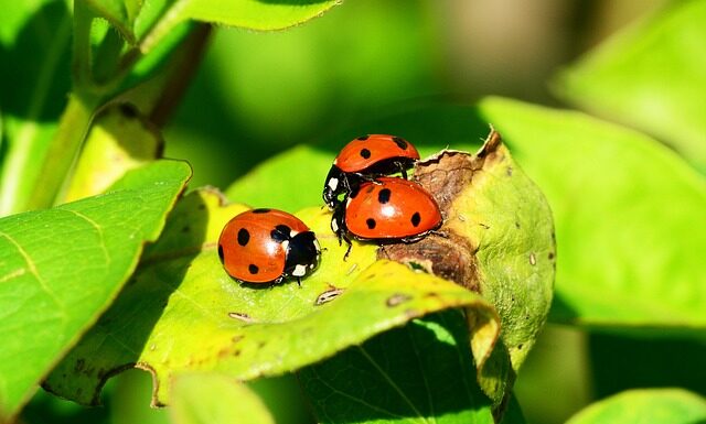 Jakie owady nie lubią lawendy?