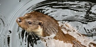 Jak skutecznie pozbyć się kuny?