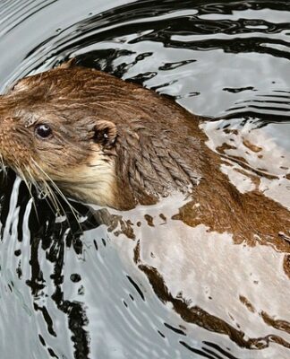 Jak skutecznie pozbyć się kuny?