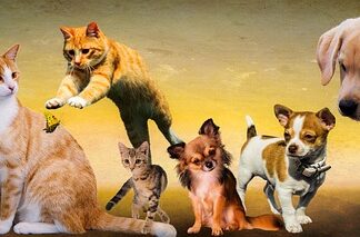 Kogo nie lubią psy? Kogo nie lubią psy?