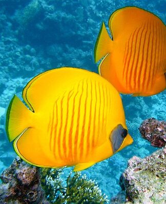 Jakie ryby mogą być w oczku wodnym?