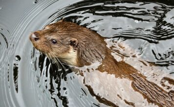 Czy kuna chodzi po ścianach?