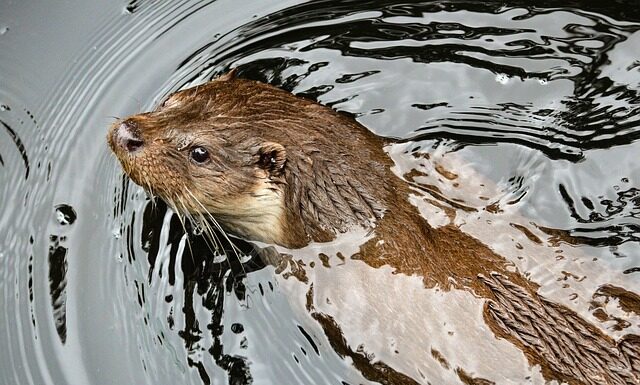 Czy kuna chodzi po ścianach?