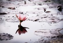 Jaka dotacja na okna 2023?