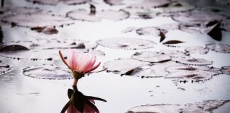 Jaka dotacja na okna 2023?