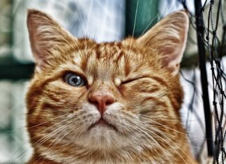 Jak głęboko wykopać oczko wodne? Jak głęboko wykopać oczko wodne?