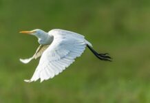 Czy muchy nie lubią octu? Czy muchy nie lubią octu?