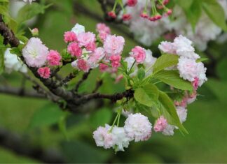 Jaka jest żywotność ksenonów?