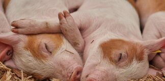 Kiedy dzik atakuje człowieka?