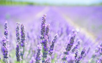 Czy lawenda odstrasza komary? Czy lawenda odstrasza komary?