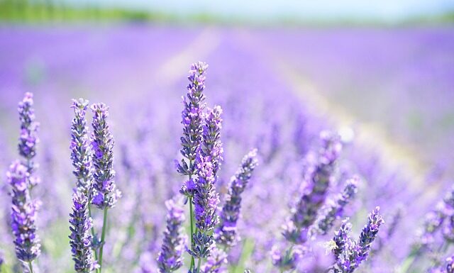 Czy lawenda odstrasza komary?