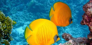 Dlaczego zdychają ryby w oczku wodnym?