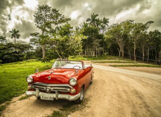 Jak chronić samochód przed kunami?