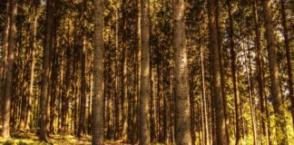 Jak wysokie mogą być drzewa przy granicy działki?