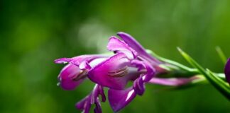 Jak szybko ogrodzić działkę?