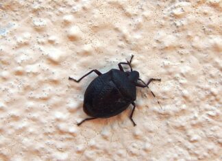 Dlaczego śmierdzi z przydomowej oczyszczalni ścieków? Dlaczego śmierdzi z przydomowej oczyszczalni ścieków?