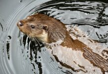 Czy kuna może zrobić coś człowiekowi?