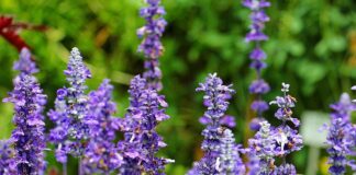 Czy olejki zapachowe można stosować bezpośrednio na skórę?