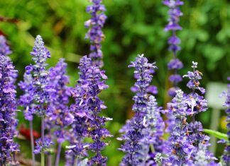 Czy olejki zapachowe można stosować bezpośrednio na skórę? Czy olejki zapachowe można stosować bezpośrednio na skórę?