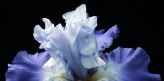 Co rośnie bardzo szybko?