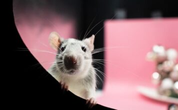 Co przyciąga szczury?