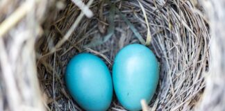 Jak wygląda gniazdo szczurów?