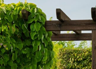 pergola